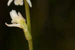 Florida lady's tresses